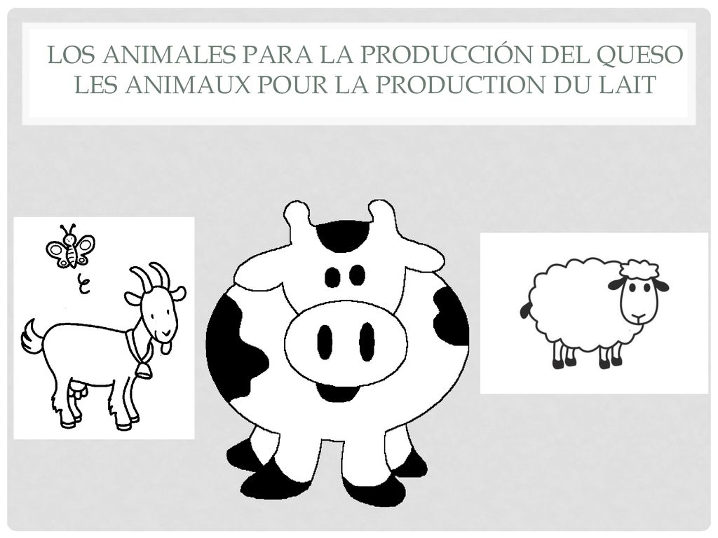 Los Animales para la producción del queso les animaux pour la production du lait