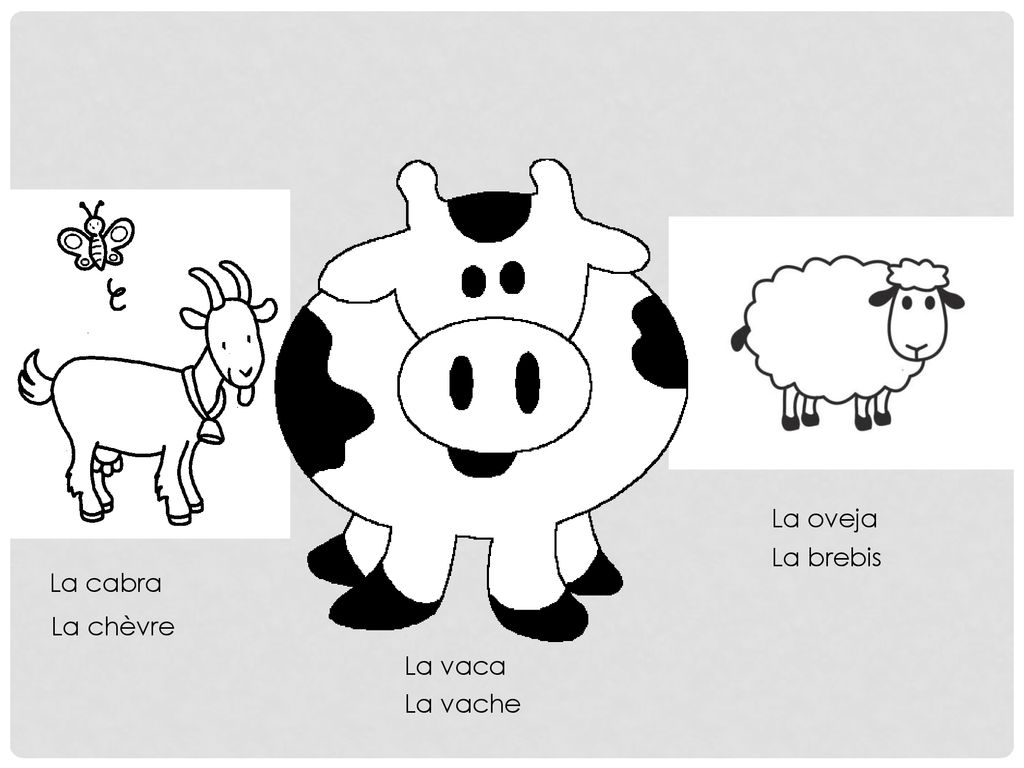 La oveja La brebis La cabra La chèvre La vaca La vache