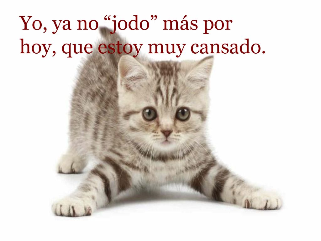 Yo, ya no jodo más por hoy, que estoy muy cansado.