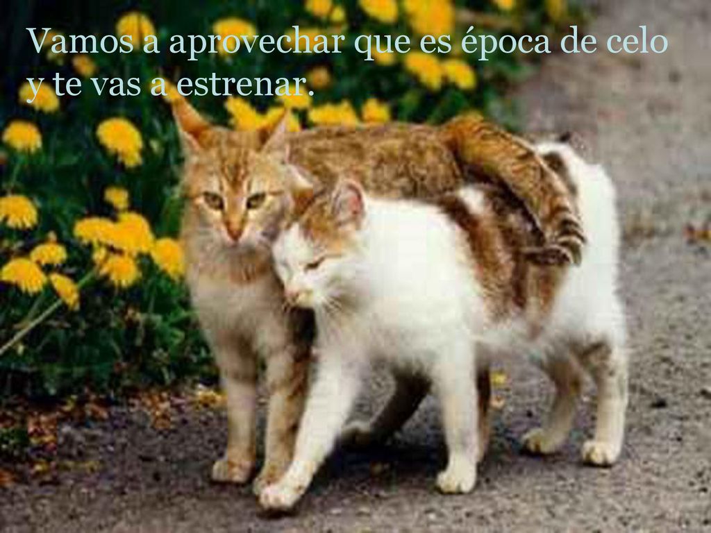 Vamos a aprovechar que es época de celo y te vas a estrenar.