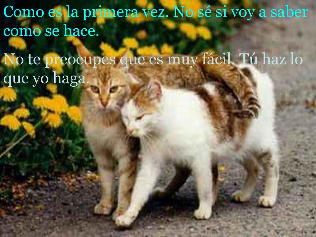 Como es la primera vez. No sé si voy a saber como se hace.