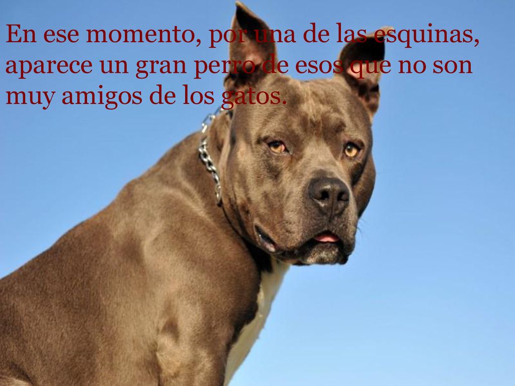 En ese momento, por una de las esquinas, aparece un gran perro de esos que no son muy amigos de los gatos.