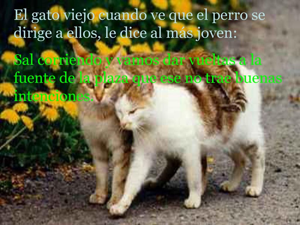 El gato viejo cuando ve que el perro se dirige a ellos, le dice al más joven: