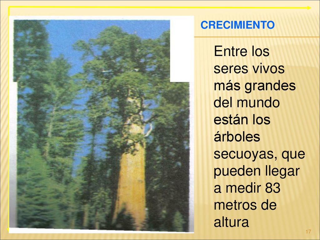 CRECIMIENTO Entre los seres vivos más grandes del mundo están los árboles secuoyas, que pueden llegar a medir 83 metros de altura.
