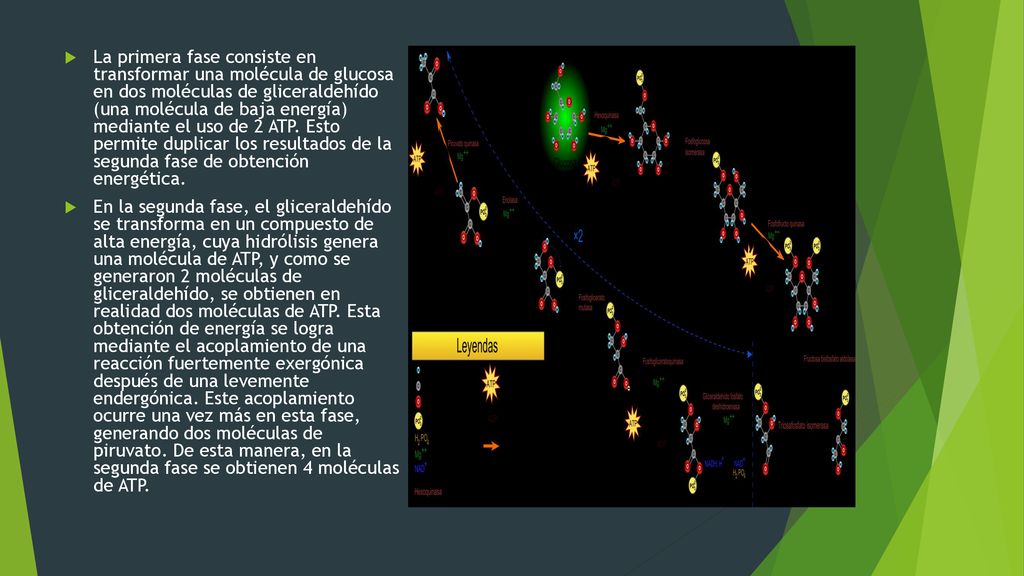 La primera fase consiste en transformar una molécula de glucosa en dos moléculas de gliceraldehído (una molécula de baja energía) mediante el uso de 2 ATP. Esto permite duplicar los resultados de la segunda fase de obtención energética.