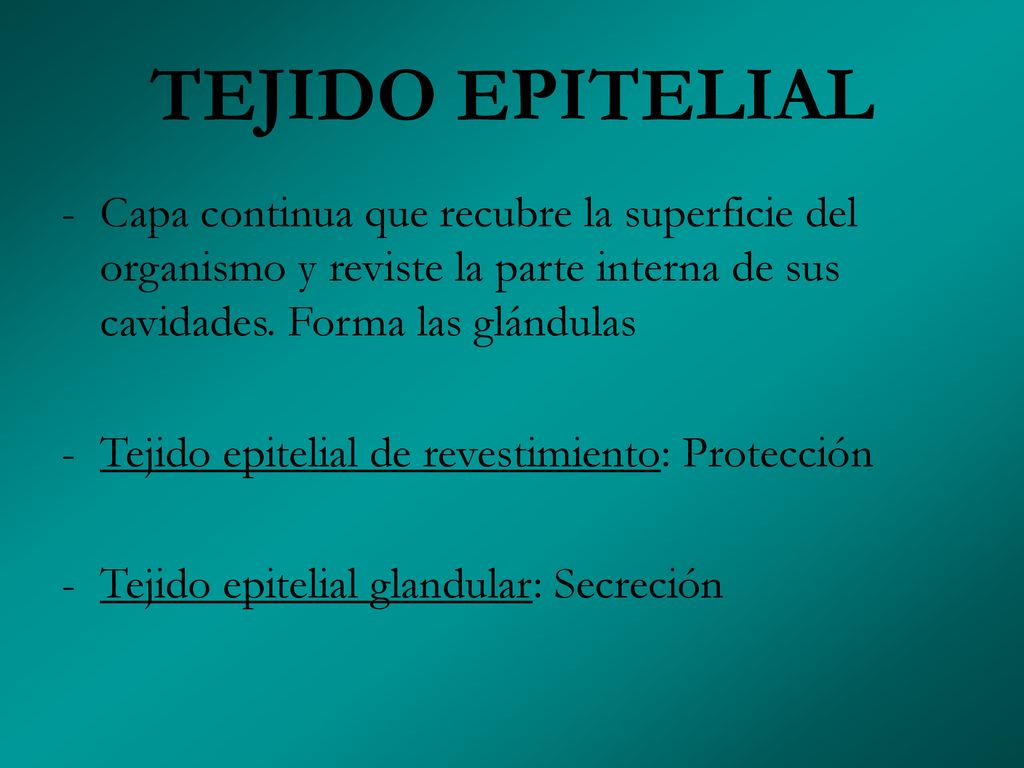 TEJIDO EPITELIAL Capa continua que recubre la superficie del organismo y reviste la parte interna de sus cavidades. Forma las glándulas.