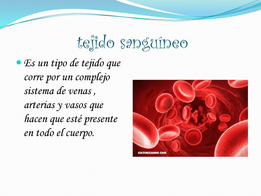 tejido sanguíneo Es un tipo de tejido que corre por un complejo sistema de venas , arterias y vasos que hacen que esté presente en todo el cuerpo.