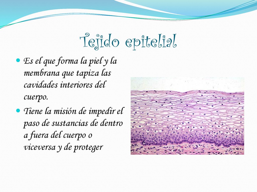 Tejido epitelial Es el que forma la piel y la membrana que tapiza las cavidades interiores del cuerpo.