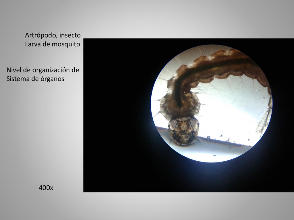 Artrópodo, insecto Larva de mosquito Nivel de organización de Sistema de órganos 400x
