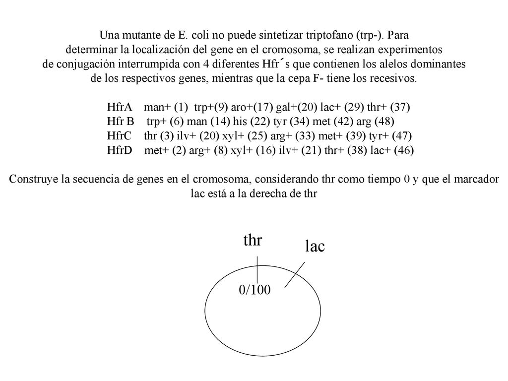 Una mutante de E. coli no puede sintetizar triptofano (trp-). Para