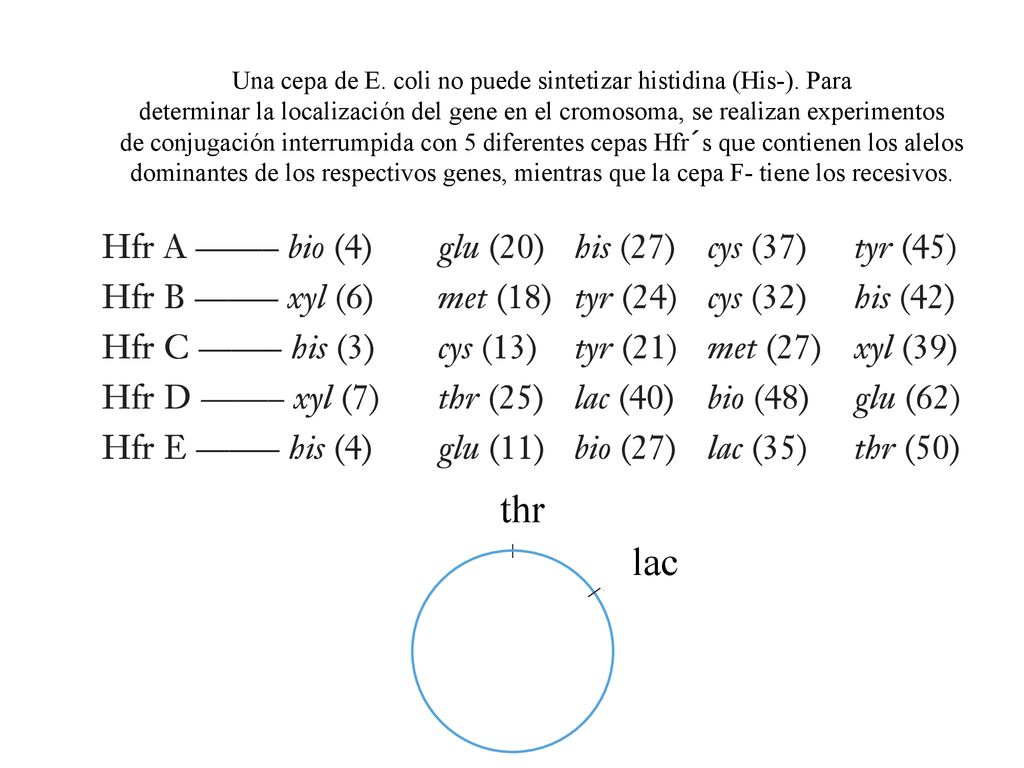 Una cepa de E. coli no puede sintetizar histidina (His-). Para