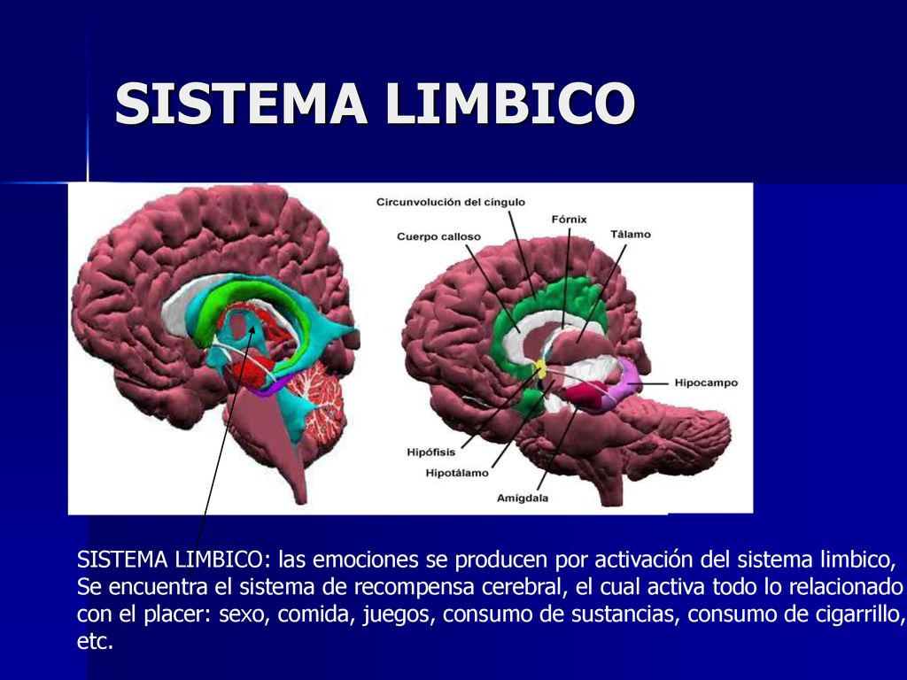 SISTEMA LIMBICO SISTEMA LIMBICO: las emociones se producen por activación del sistema limbico,