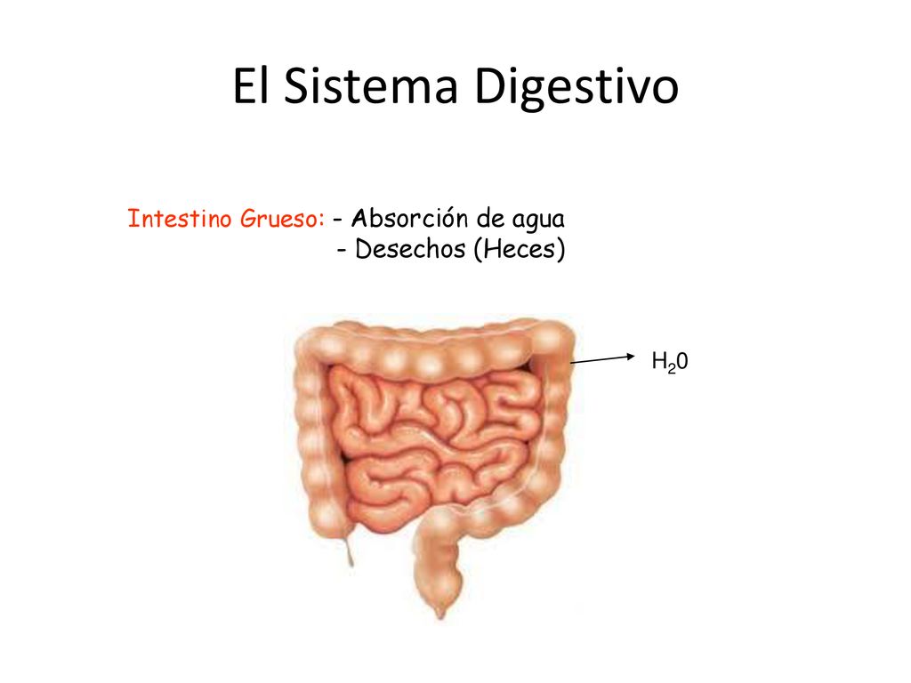 El Sistema Digestivo Intestino Grueso: - Absorción de agua