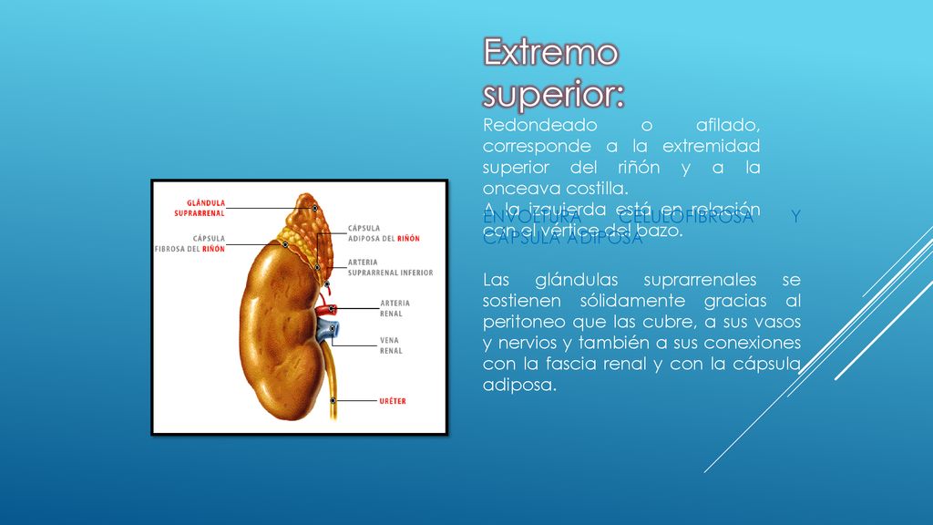 Extremo superior: Redondeado o afilado, corresponde a la extremidad superior del riñón y a la onceava costilla.