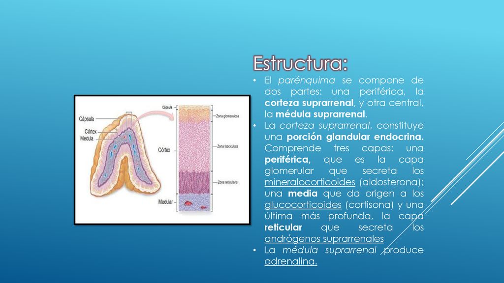 Estructura: El parénquima se compone de dos partes: una periférica, la corteza suprarrenal, y otra central, la médula suprarrenal.
