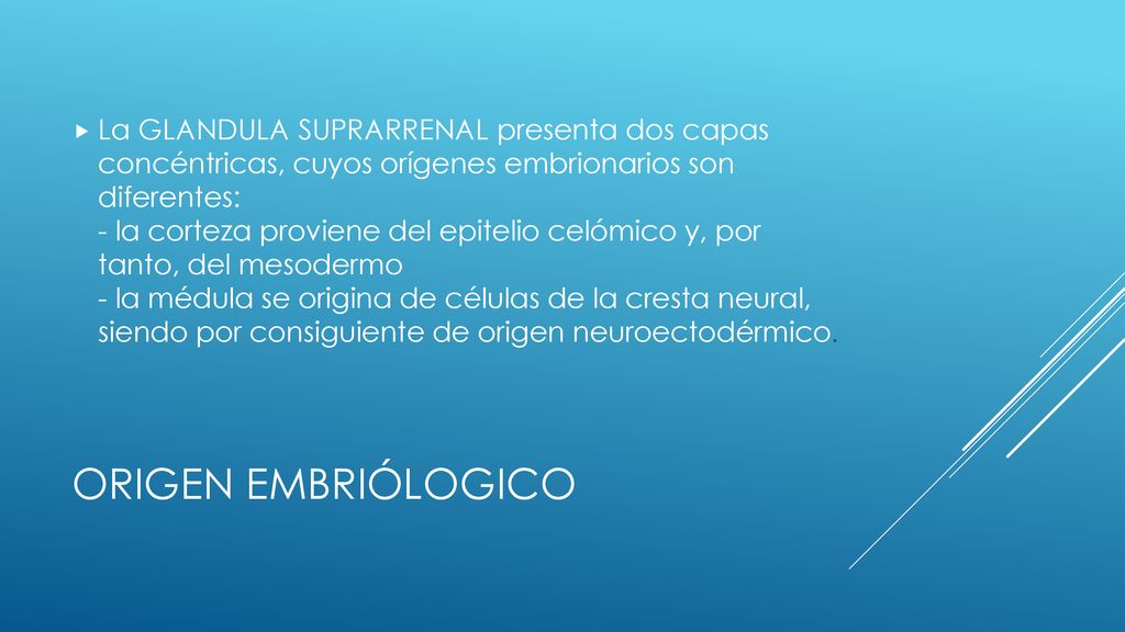 La GLANDULA SUPRARRENAL presenta dos capas concéntricas, cuyos orígenes embrionarios son diferentes: - la corteza proviene del epitelio celómico y, por tanto, del mesodermo - la médula se origina de células de la cresta neural, siendo por consiguiente de origen neuroectodérmico.