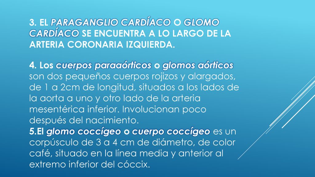 3. El paraganglio cardíaco o glomo cardíaco se encuentra a lo largo de la arteria coronaria izquierda.