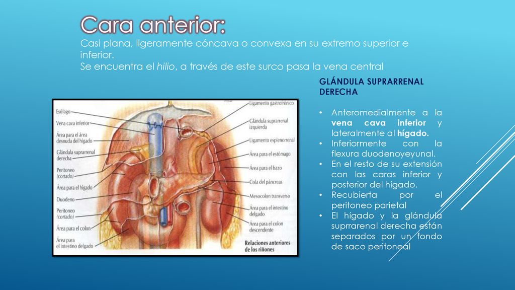 Cara anterior: Casi plana, ligeramente cóncava o convexa en su extremo superior e inferior.