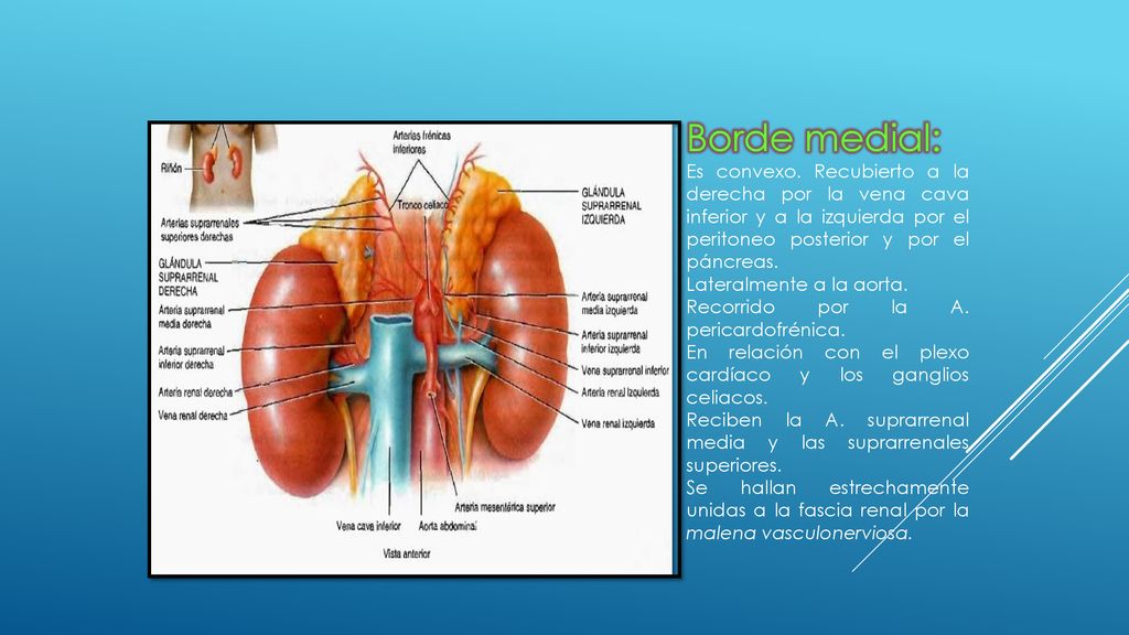 Borde medial: Es convexo. Recubierto a la derecha por la vena cava inferior y a la izquierda por el peritoneo posterior y por el páncreas.