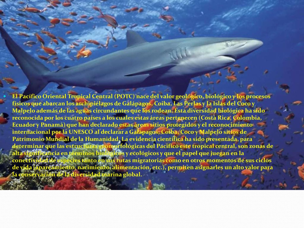 El Pacífico Oriental Tropical Central (POTC) nace del valor geológico, biológico y los procesos físicos que abarcan los archipiélagos de Galápagos, Coiba, Las Perlas y la Islas del Coco y Malpelo además de las aguas circundantes que los rodean.