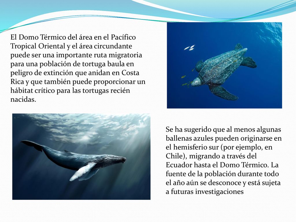 El Domo Térmico del área en el Pacífico Tropical Oriental y el área circundante puede ser una importante ruta migratoria para una población de tortuga baula en peligro de extinción que anidan en Costa Rica y que también puede proporcionar un hábitat crítico para las tortugas recién nacidas.