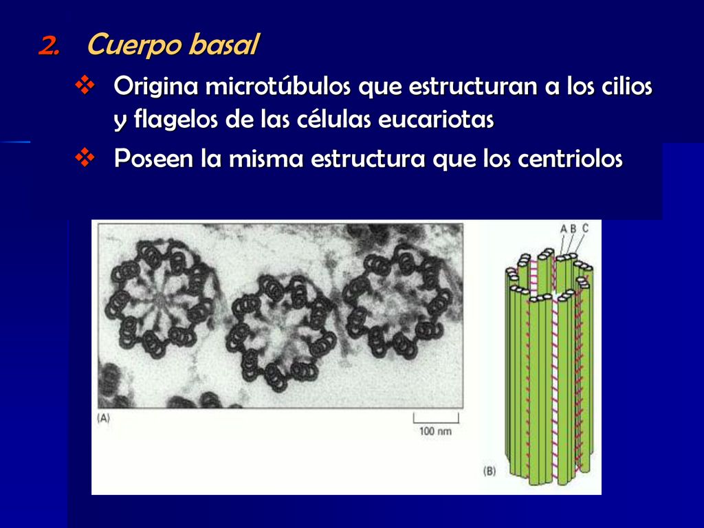 Cuerpo basal Origina microtúbulos que estructuran a los cilios y flagelos de las células eucariotas.