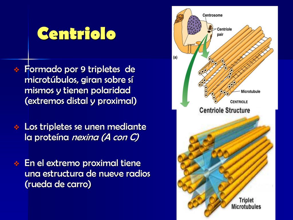 Centriolo Formado por 9 tripletes de microtúbulos, giran sobre sí mismos y tienen polaridad (extremos distal y proximal)