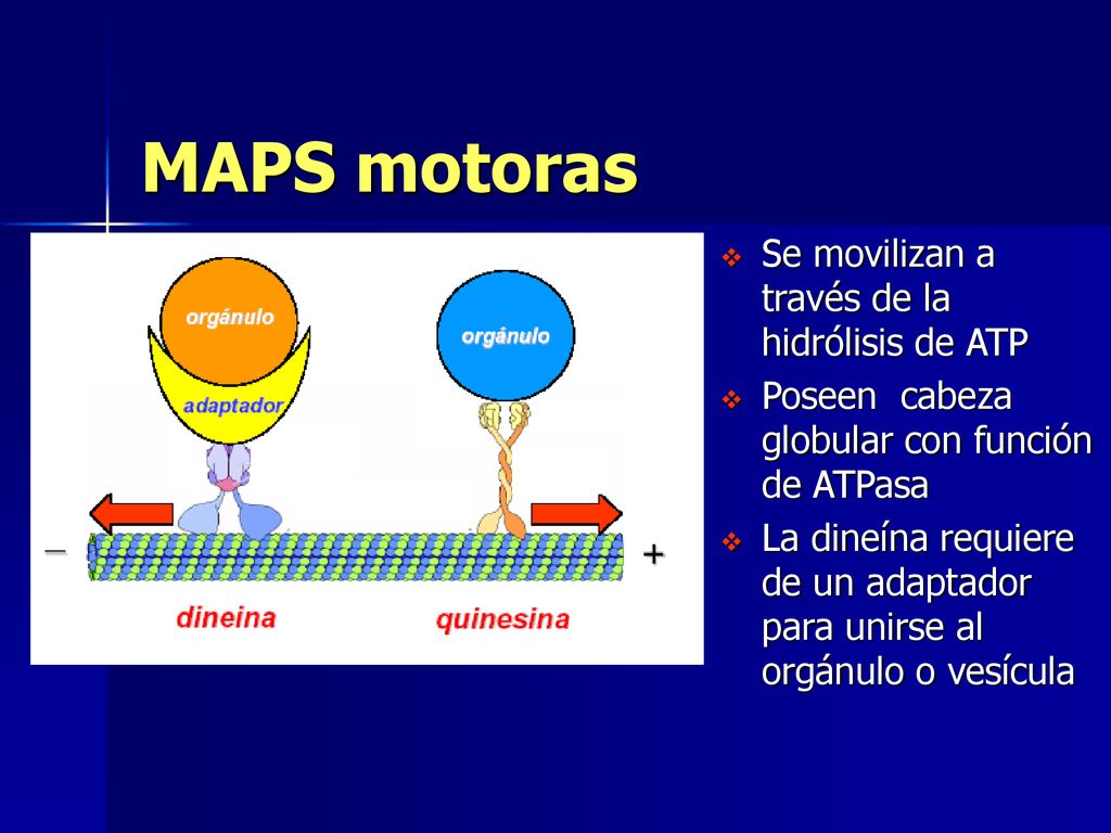 MAPS motoras Se movilizan a través de la hidrólisis de ATP