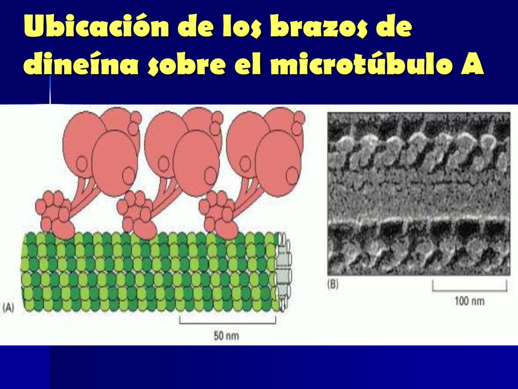 Ubicación de los brazos de dineína sobre el microtúbulo A