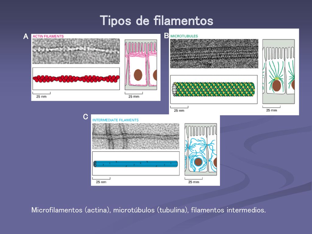 Tipos de filamentos A B C