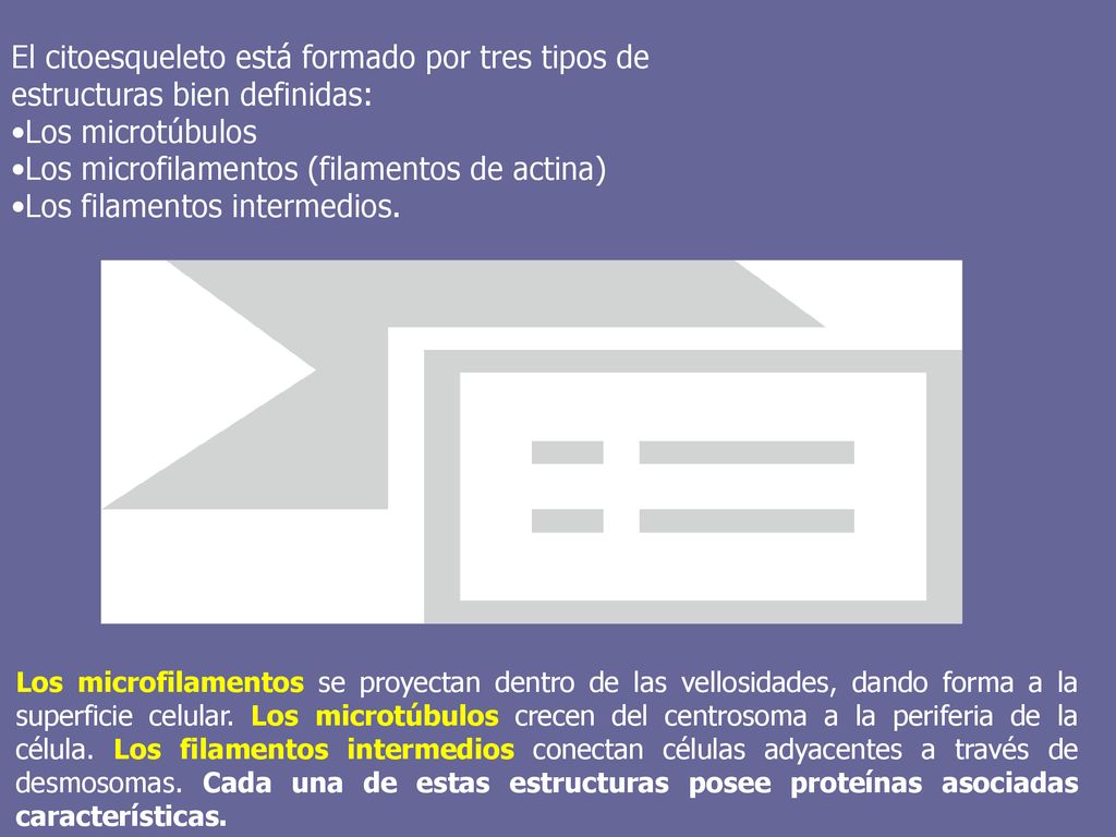 El citoesqueleto está formado por tres tipos de