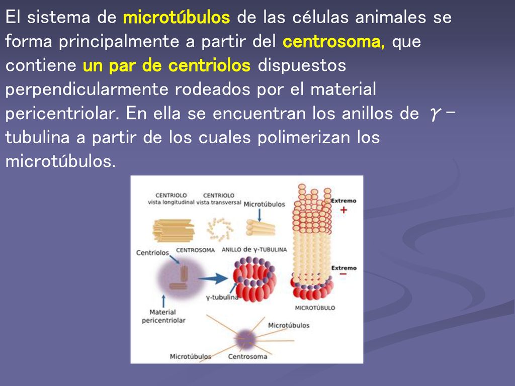 El sistema de microtúbulos de las células animales se forma principalmente a partir del centrosoma, que contiene un par de centriolos dispuestos perpendicularmente rodeados por el material pericentriolar.