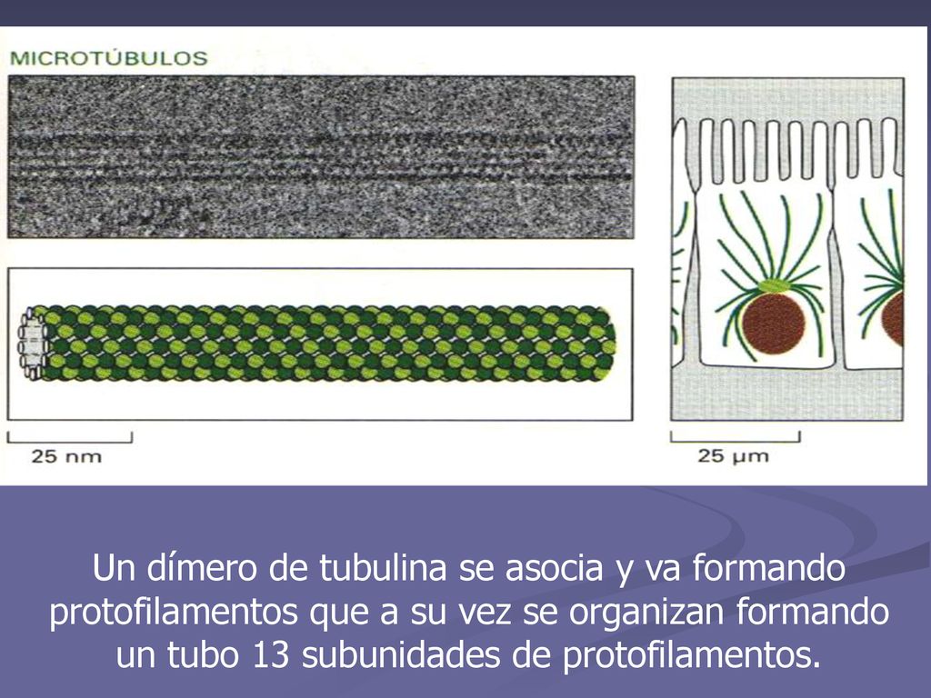 Un dímero de tubulina se asocia y va formando protofilamentos que a su vez se organizan formando un tubo 13 subunidades de protofilamentos.