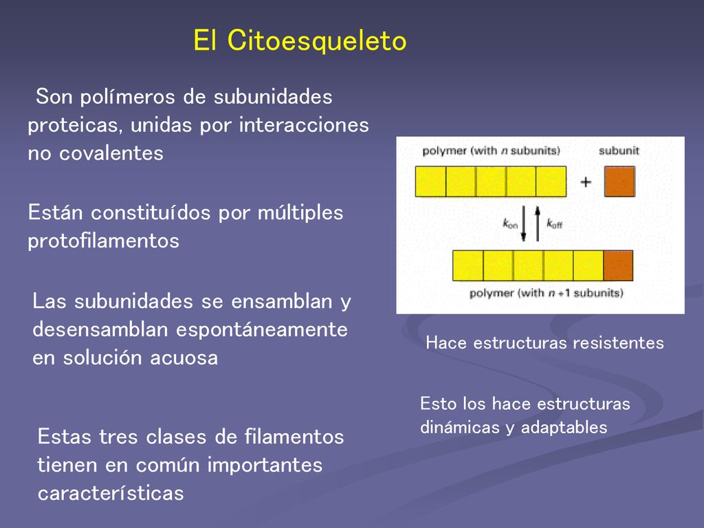 El Citoesqueleto Son polímeros de subunidades proteicas, unidas por interacciones no covalentes. Están constituídos por múltiples protofilamentos.