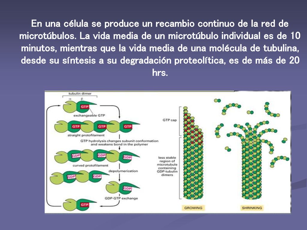 En una célula se produce un recambio continuo de la red de microtúbulos.