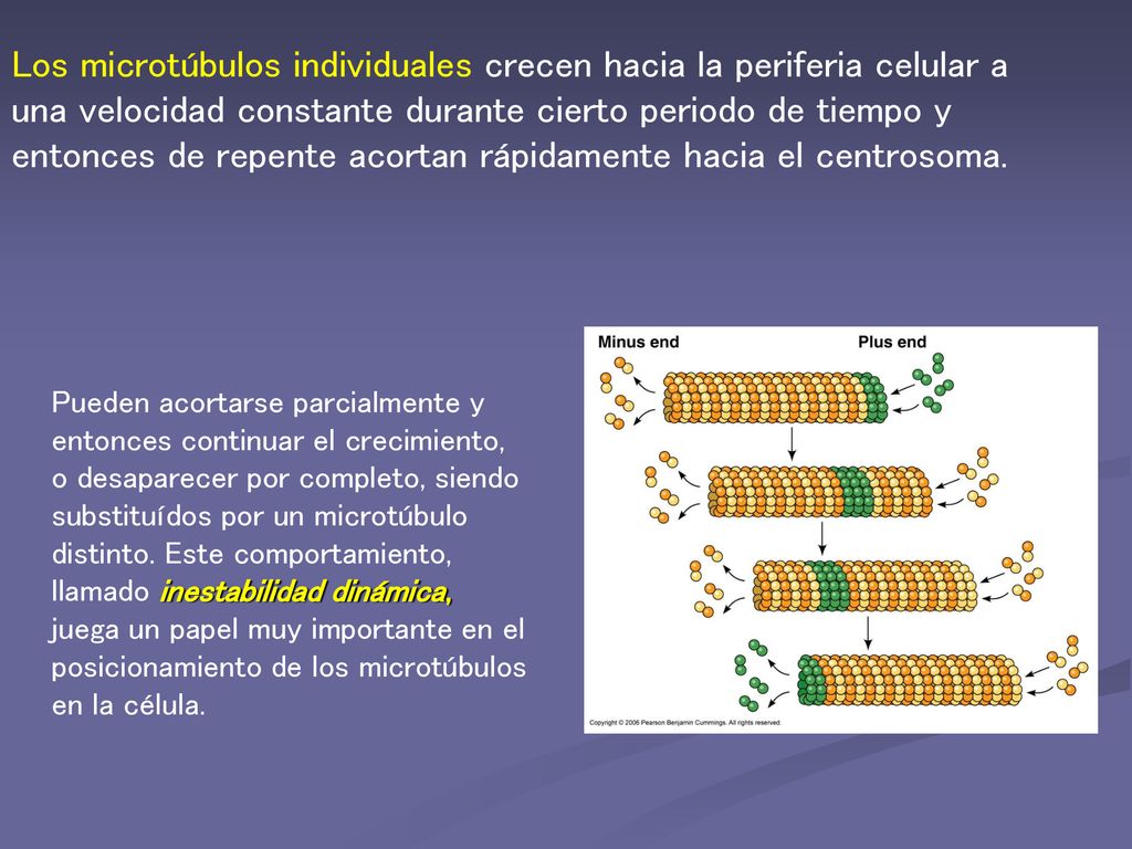 Los microtúbulos individuales crecen hacia la periferia celular a una velocidad constante durante cierto periodo de tiempo y entonces de repente acortan rápidamente hacia el centrosoma.