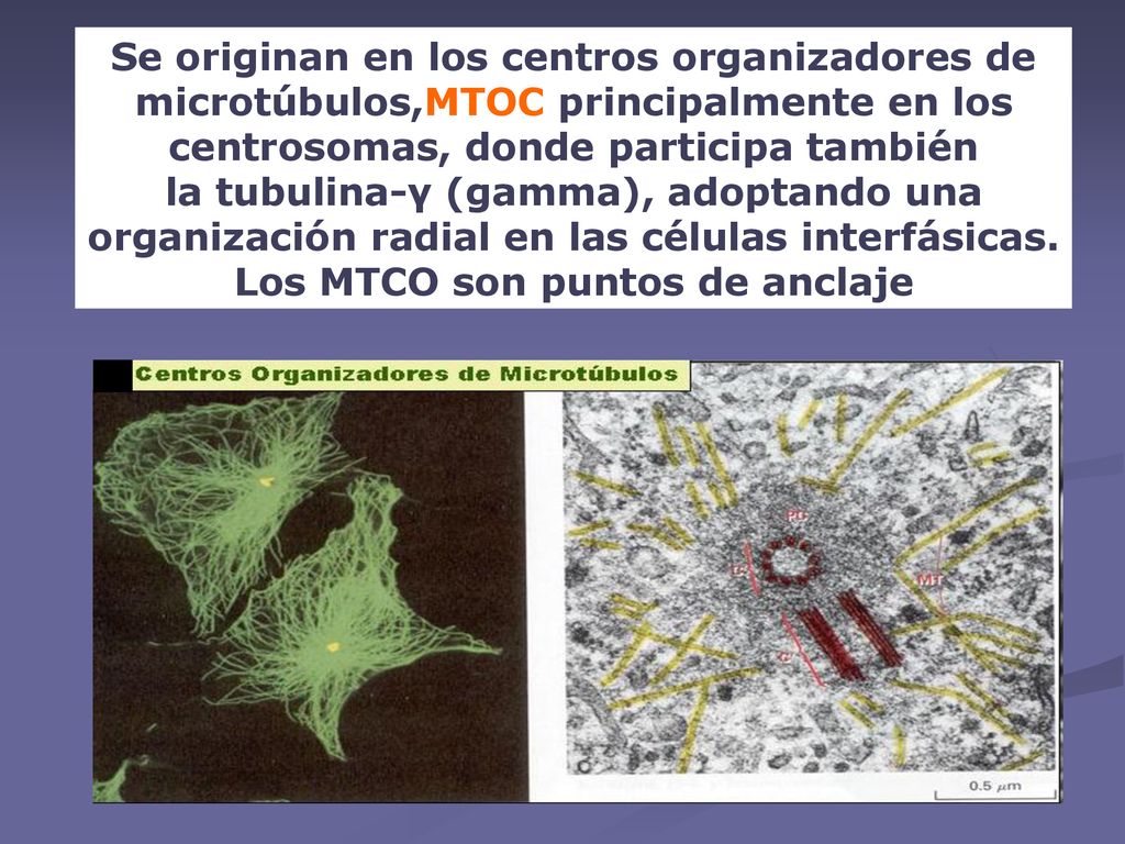 centrosomas, donde participa también Los MTCO son puntos de anclaje
