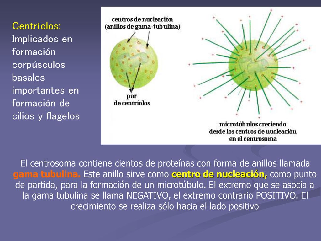 Centríolos: Implicados en formación corpúsculos basales importantes en formación de cilios y flagelos.