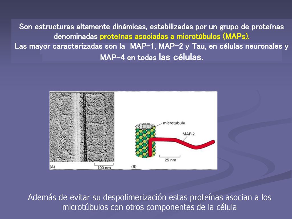 Son estructuras altamente dinámicas, estabilizadas por un grupo de proteínas denominadas proteínas asociadas a microtúbulos (MAPs). Las mayor caracterizadas son la MAP-1, MAP-2 y Tau, en células neuronales y MAP-4 en todas las células.