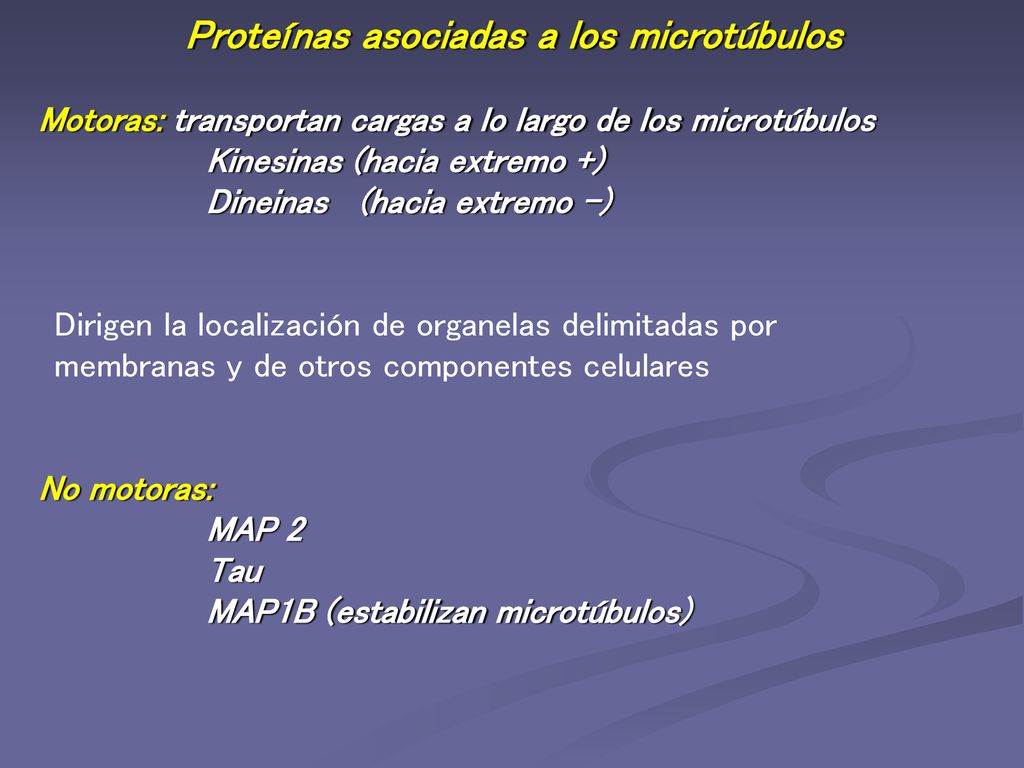 Proteínas asociadas a los microtúbulos Motoras: transportan cargas a lo largo de los microtúbulos Kinesinas (hacia extremo +) Dineinas (hacia extremo -) No motoras: MAP 2 Tau MAP1B (estabilizan microtúbulos)