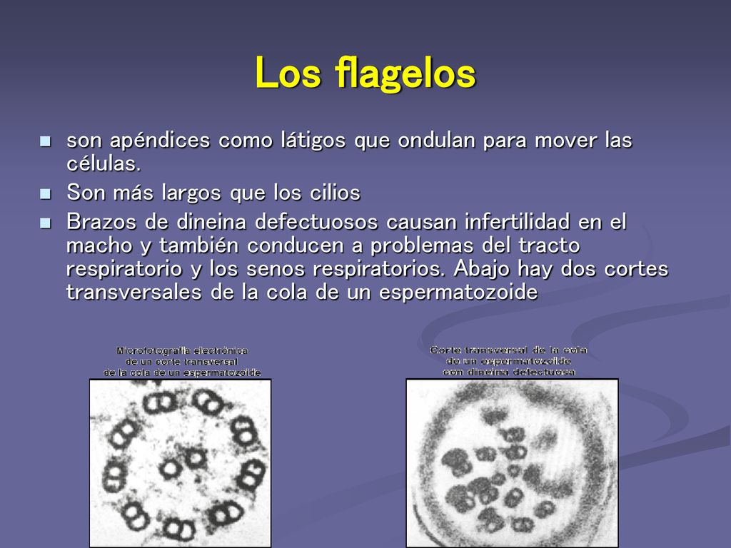 Los flagelos son apéndices como látigos que ondulan para mover las células. Son más largos que los cilios.