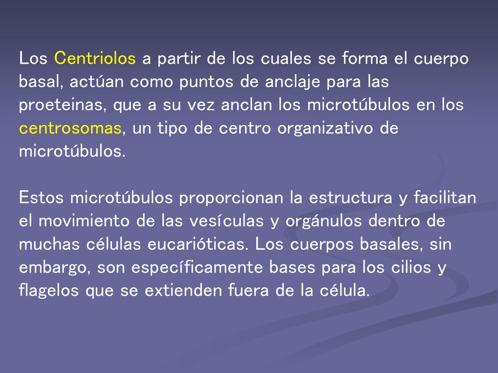 Los Centriolos a partir de los cuales se forma el cuerpo basal, actúan como puntos de anclaje para las proeteinas, que a su vez anclan los microtúbulos en los centrosomas, un tipo de centro organizativo de microtúbulos.