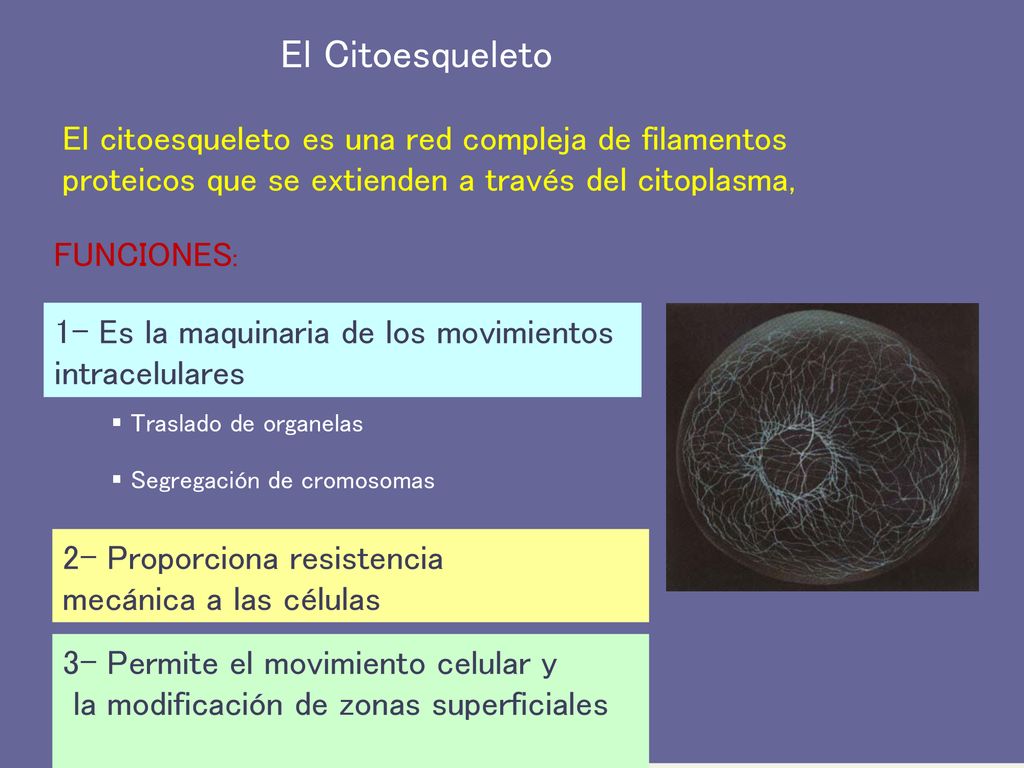 El Citoesqueleto El citoesqueleto es una red compleja de filamentos proteicos que se extienden a través del citoplasma,