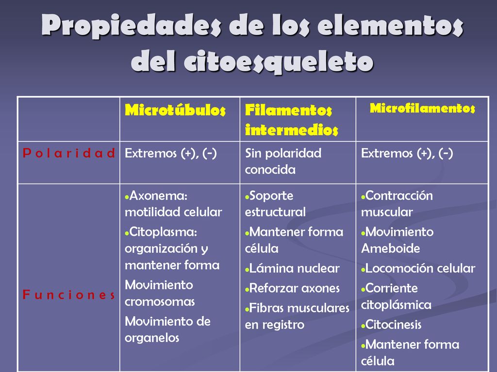 Citoesqueleto Y Microtubulos - Ppt Descargar