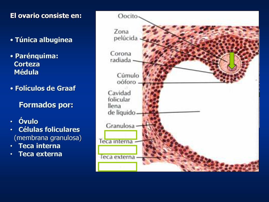 Formados por: El ovario consiste en: Túnica albuginea Parénquima: