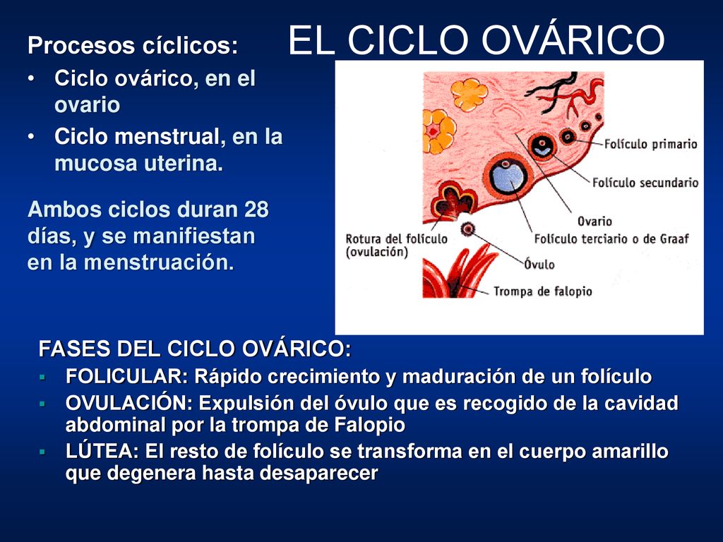 EL CICLO OVÁRICO Procesos cíclicos: Ciclo ovárico, en el ovario