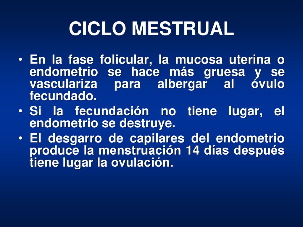 CICLO MESTRUAL En la fase folicular, la mucosa uterina o endometrio se hace más gruesa y se vasculariza para albergar al óvulo fecundado.