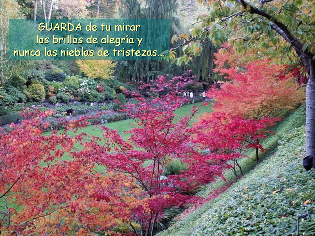los brillos de alegría y nunca las nieblas de tristezas...