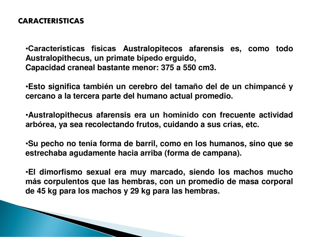 CARACTERISTICAS Características físicas Australopitecos afarensis es, como todo Australopithecus, un primate bípedo erguido,