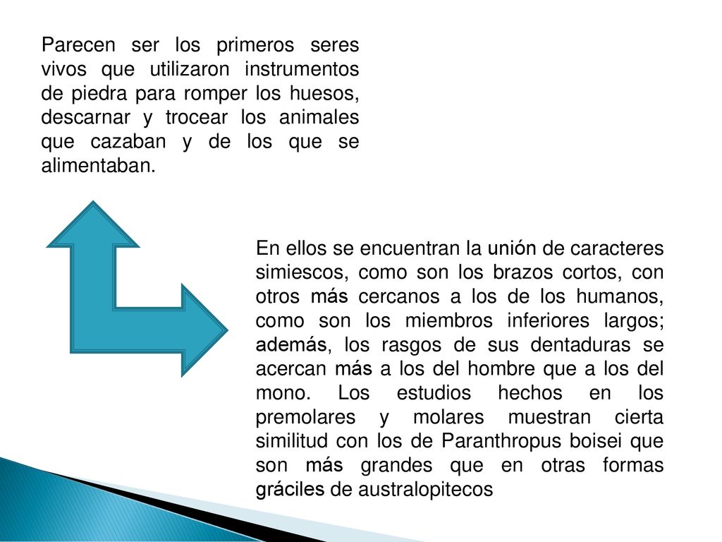 Parecen ser los primeros seres vivos que utilizaron instrumentos de piedra para romper los huesos, descarnar y trocear los animales que cazaban y de los que se alimentaban.